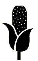 Image of a Black corn stalk
