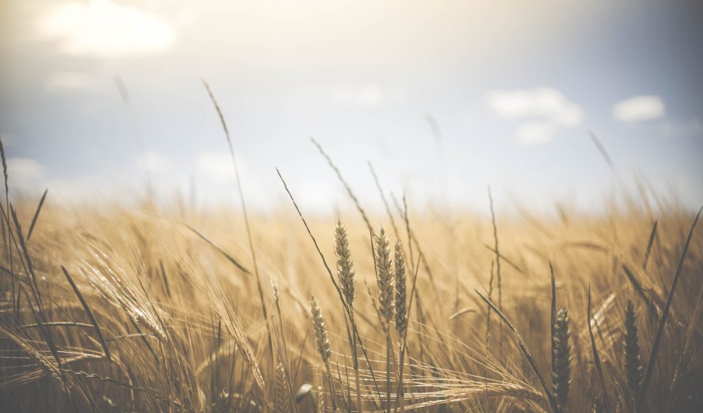 barley in a field with a clear sky and some sun shining