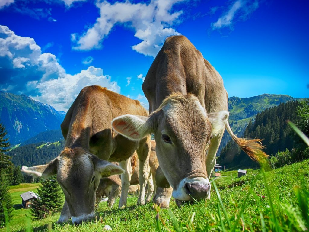 3 jersey cows grazing on a hillside in the sunlight with a quality view behind them.