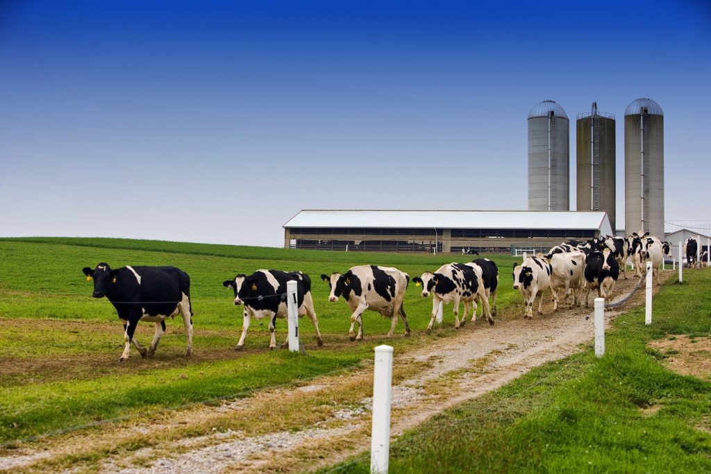 Dairy cows walk away from a barn scene on a beaten pathway